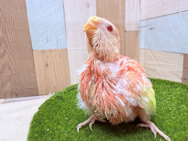 アキクサインコ（秋草インコ）