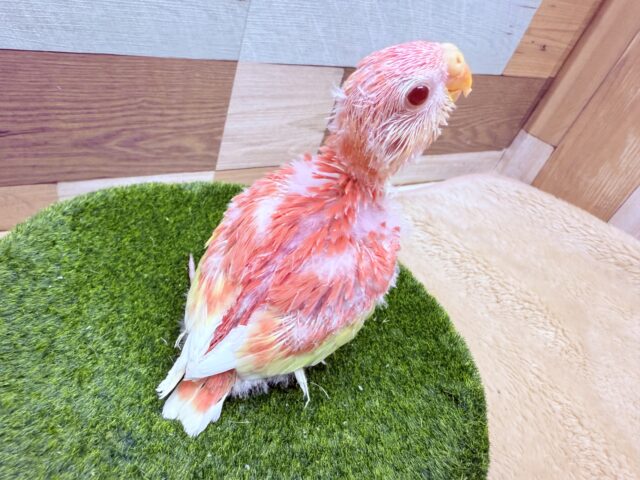 アキクサインコ（秋草インコ）