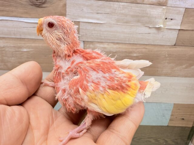 アキクサインコ（秋草インコ）