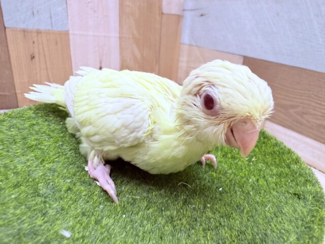 クリームカラーの優しいお色が素敵ですっ♪サザナミインコのクリームイノ❣️