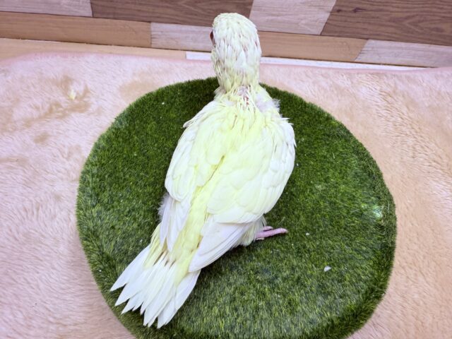 サザナミインコ