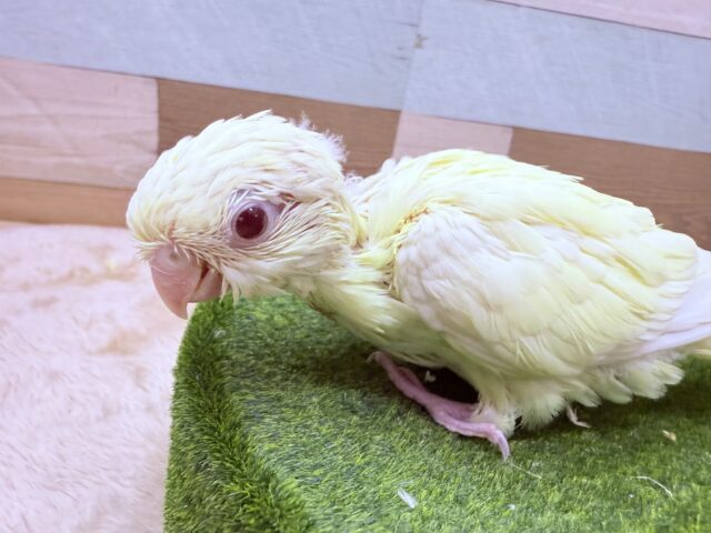 サザナミインコ