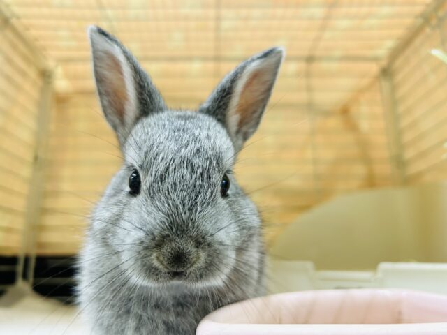 ネザーランドドワーフ