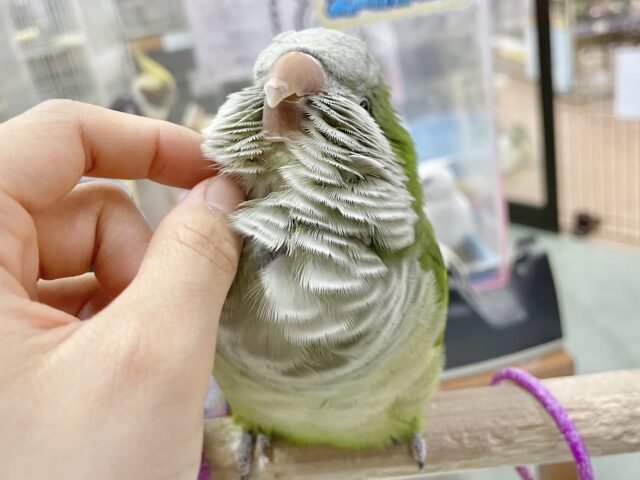 オキナインコ
