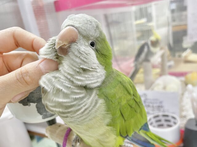 オキナインコ