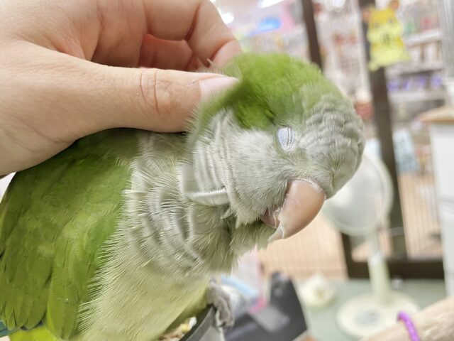 オキナインコ