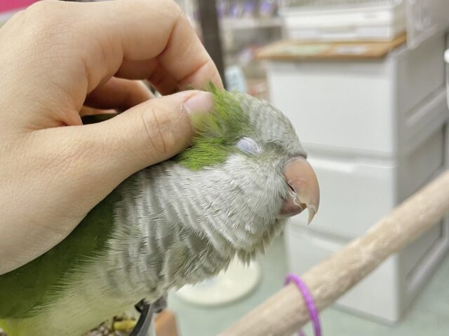 オキナインコ