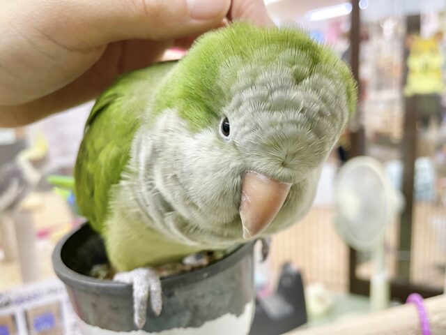 オキナインコ