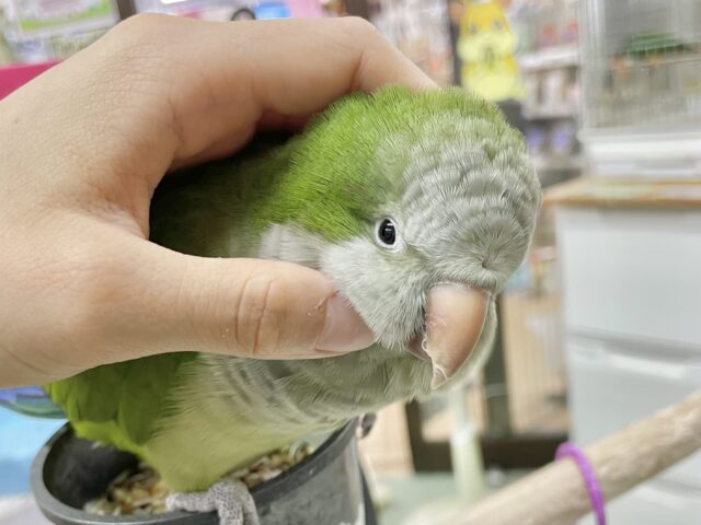 オキナインコ