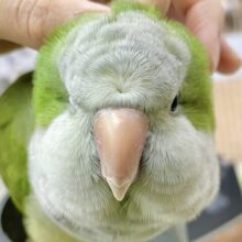 モフモフ界の頂点💚オキナインコ（グリーン）