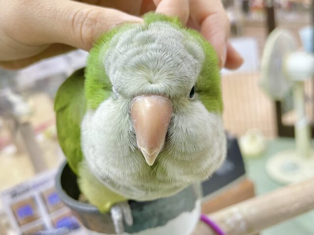 オキナインコ