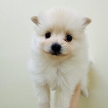 にこにこ笑顔＞ᵕ＜🎵💕ふわふわポメくん