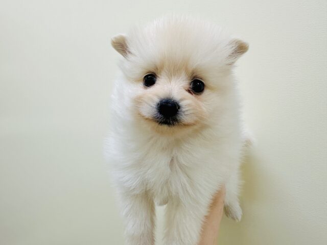 にこにこ笑顔＞ᵕ＜🎵💕ふわふわポメくん