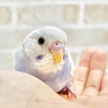 最新画像あり⭐️白多めさん🩵🤍セキセイインコ（ブルースパングルパイド）