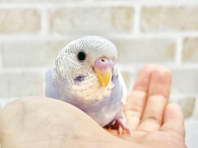 最新画像あり⭐️白多めさん🩵🤍セキセイインコ（ブルースパングルパイド）