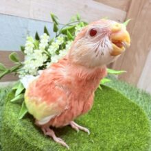 最新画像あります🌟明るいピンクがビューティフォー💓アキクサインコのルビノー❣️