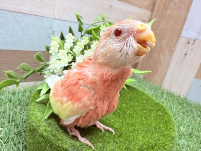 最新画像あります🌟明るいピンクがビューティフォー💓アキクサインコのルビノー❣️