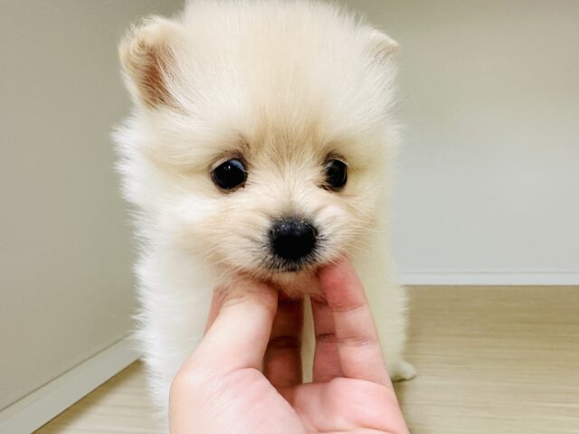 ポメラニアン