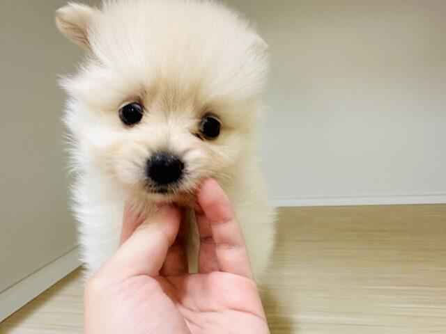 ポメラニアン
