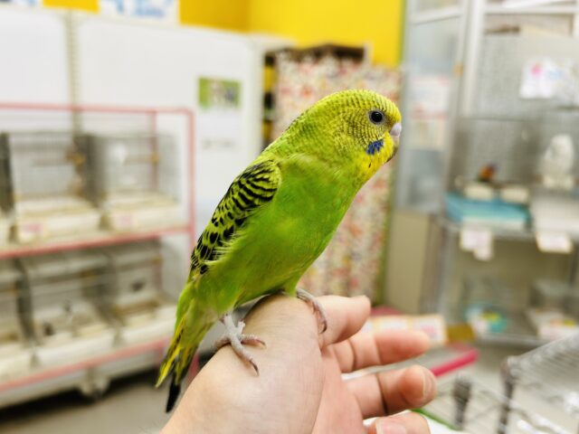セキセイインコ