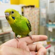 ①【☆最新画像更新☆】元気いっぱい！！人気カラーのセキセイちゃんがやってきましたよ～🎵　セキセイインコ（オパーリン）