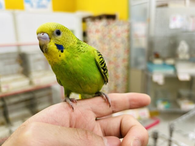 ①【☆最新画像更新☆】元気いっぱい！！人気カラーのセキセイちゃんがやってきましたよ～🎵　セキセイインコ（オパーリン）