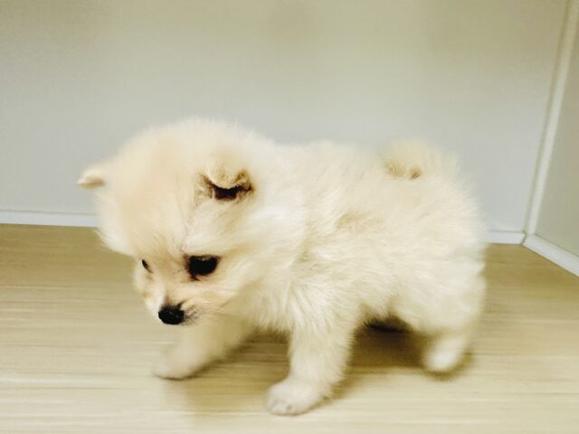 ポメラニアン