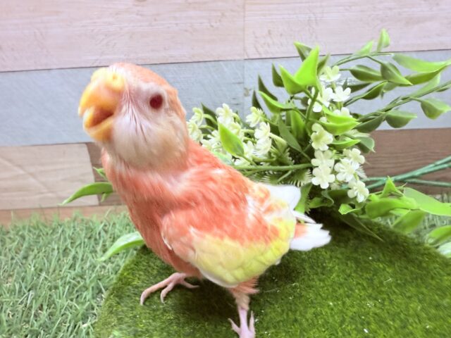 アキクサインコ（秋草インコ）