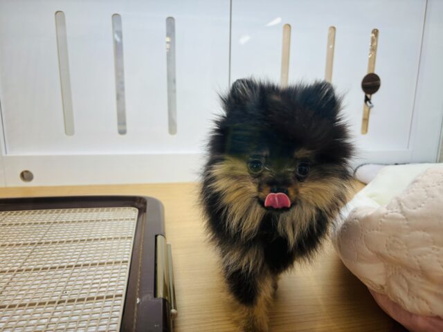 ポメラニアン