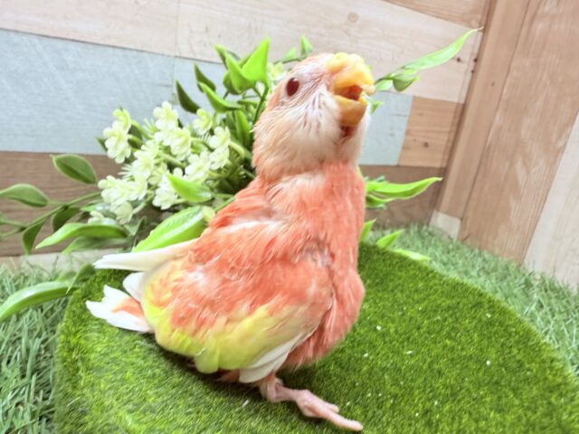 アキクサインコ（秋草インコ）