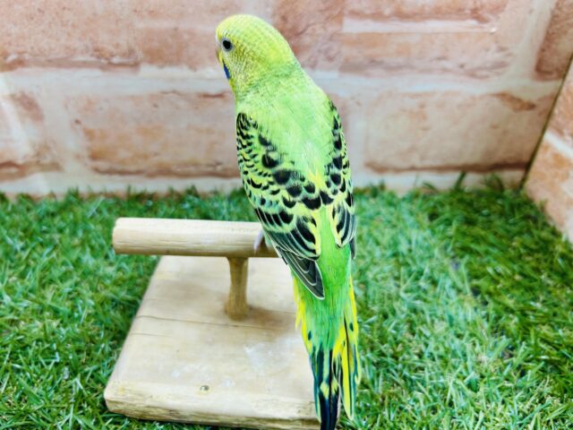 セキセイインコ