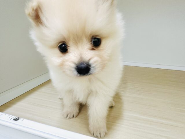 ポメラニアン