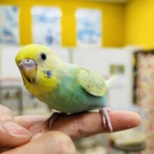【☆最新画像更新☆】とっても綺麗なレインボー🌈🌈🌈　セキセイインコ（パステルカラーレインボー）