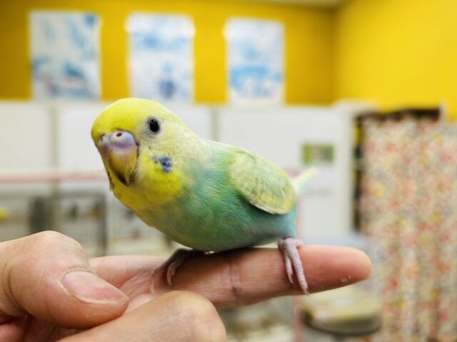 【☆最新画像更新☆】とっても綺麗なレインボー🌈🌈🌈　セキセイインコ（パステルカラーレインボー）