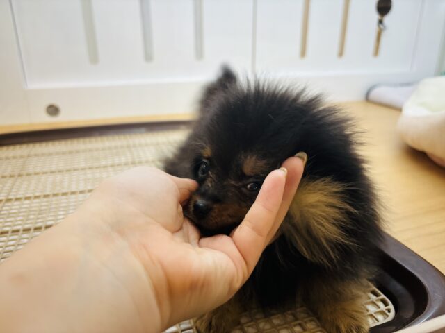 ポメラニアン