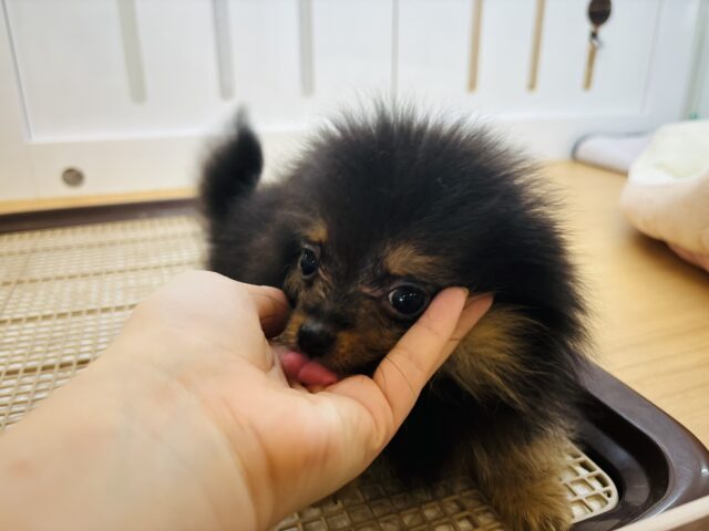 ポメラニアン