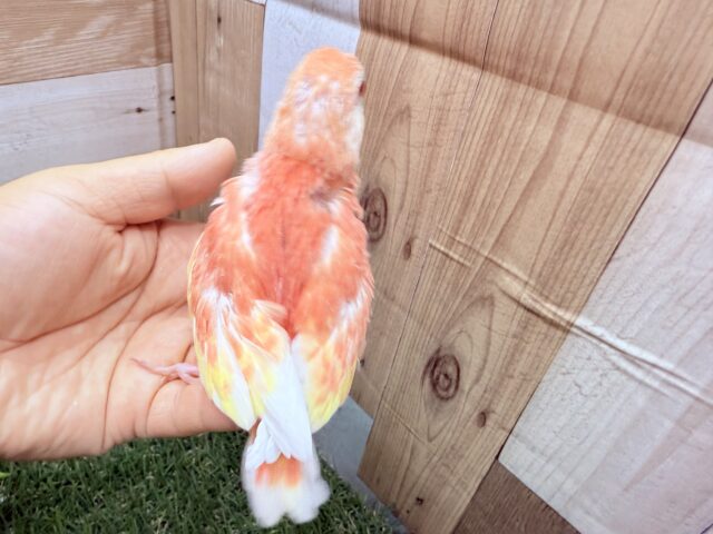 アキクサインコ（秋草インコ）