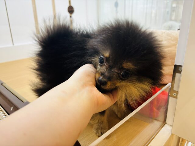 ポメラニアン