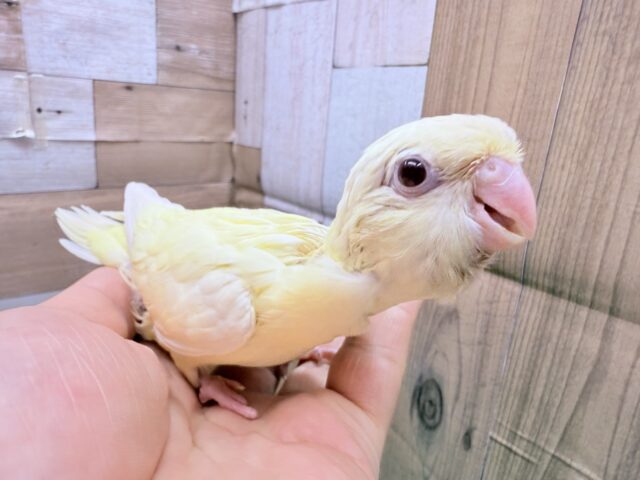 サザナミインコ