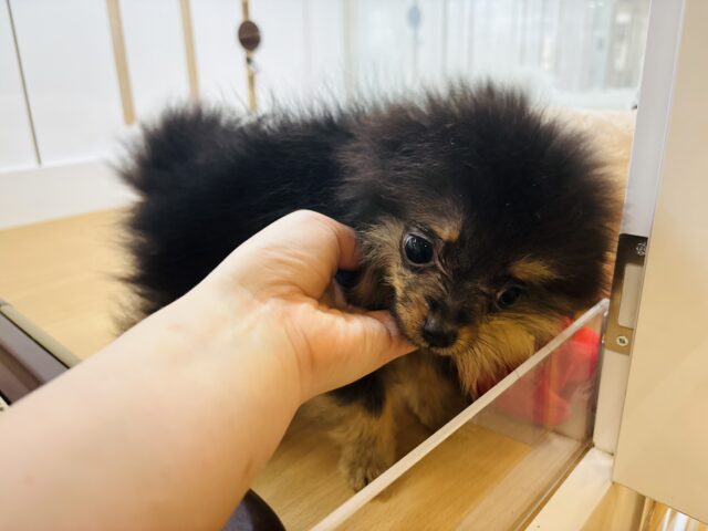 ポメラニアン