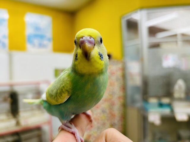 セキセイインコ