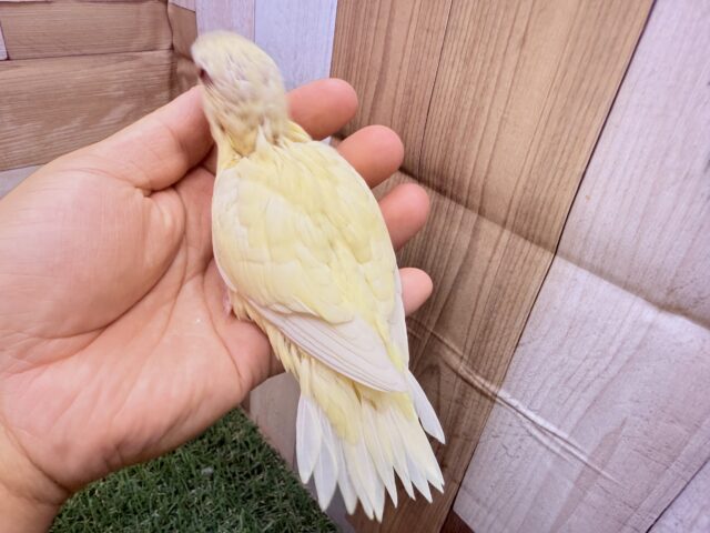 サザナミインコ