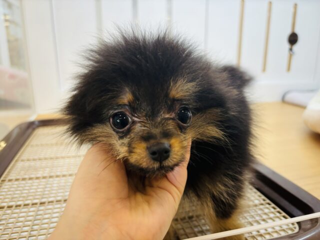 ポメラニアン