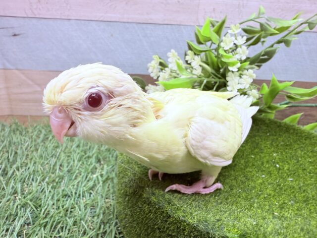 サザナミインコ