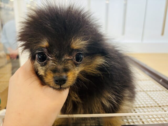 ポメラニアン