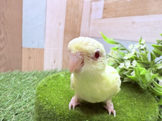 サザナミインコ