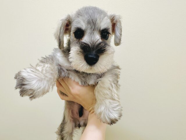 ミニチュアシュナウザー