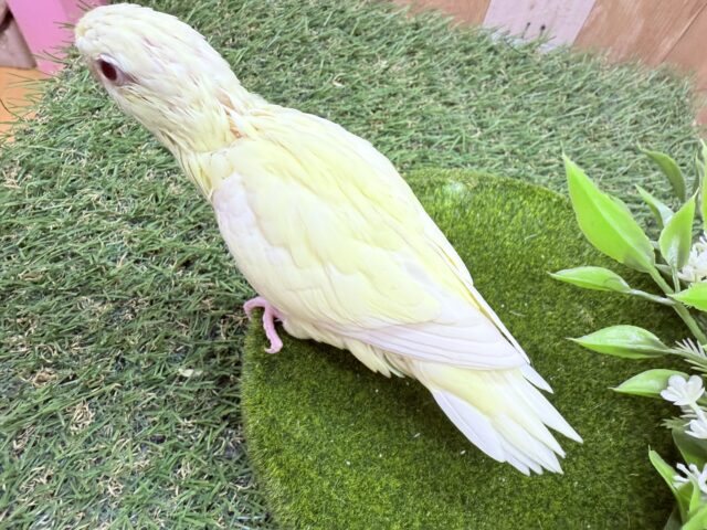 サザナミインコ