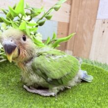 最新画像あります🌟コザッと桜よ咲き誇れ〜🌸コザクラインコのノーマル‼️
