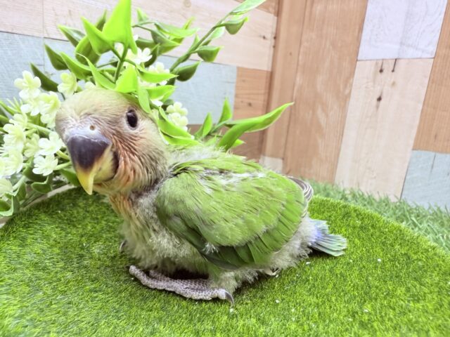 最新画像あります🌟コザッと桜よ咲き誇れ〜🌸コザクラインコのノーマル‼️